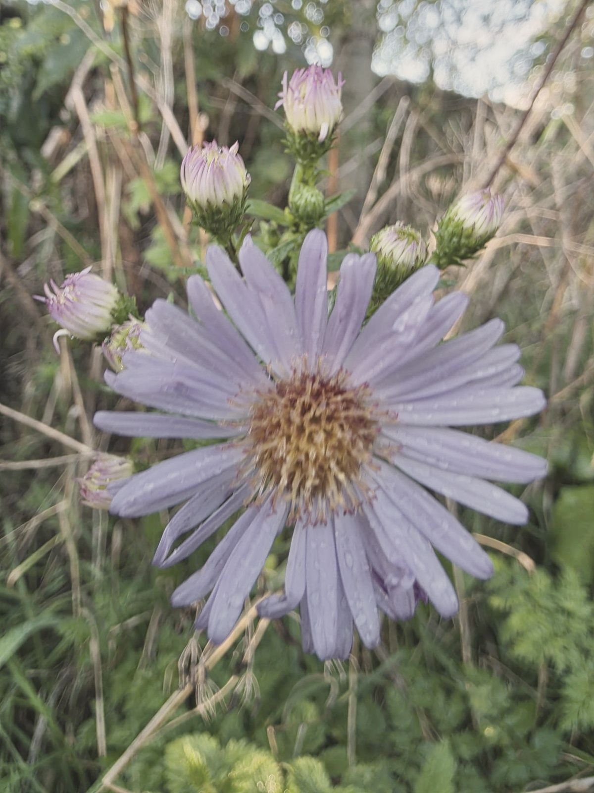 A purple aster with rain on its petals
