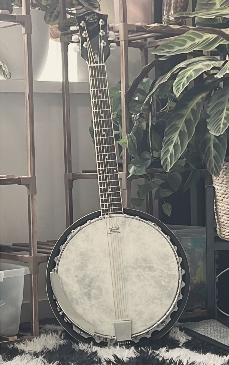 My banjo leaning on the plant shelf