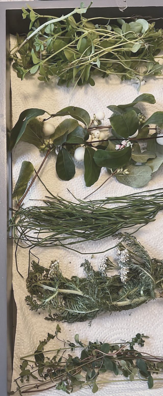 Cut herbs laid out on a tray to dry