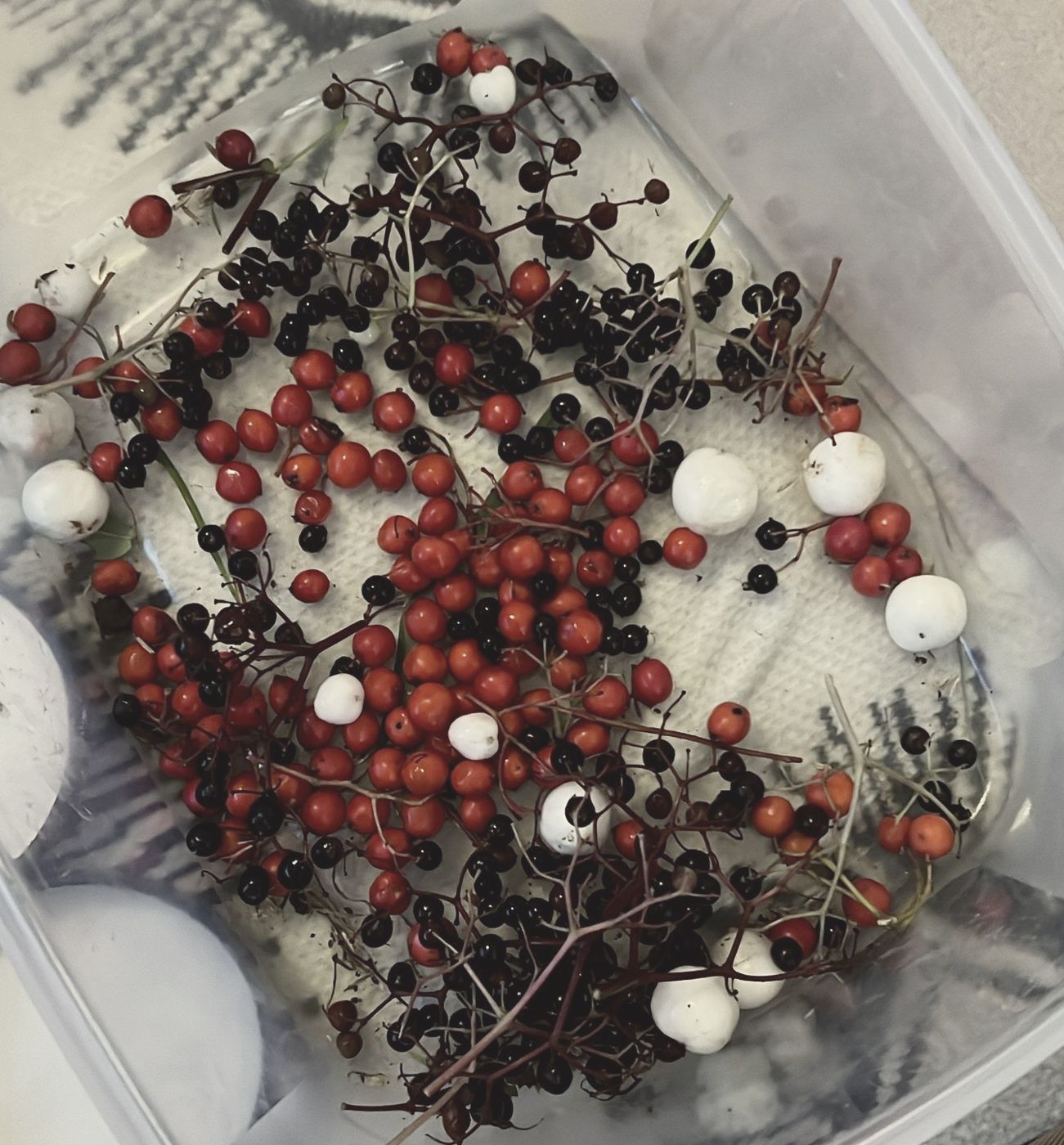 Foraged berries in a tub