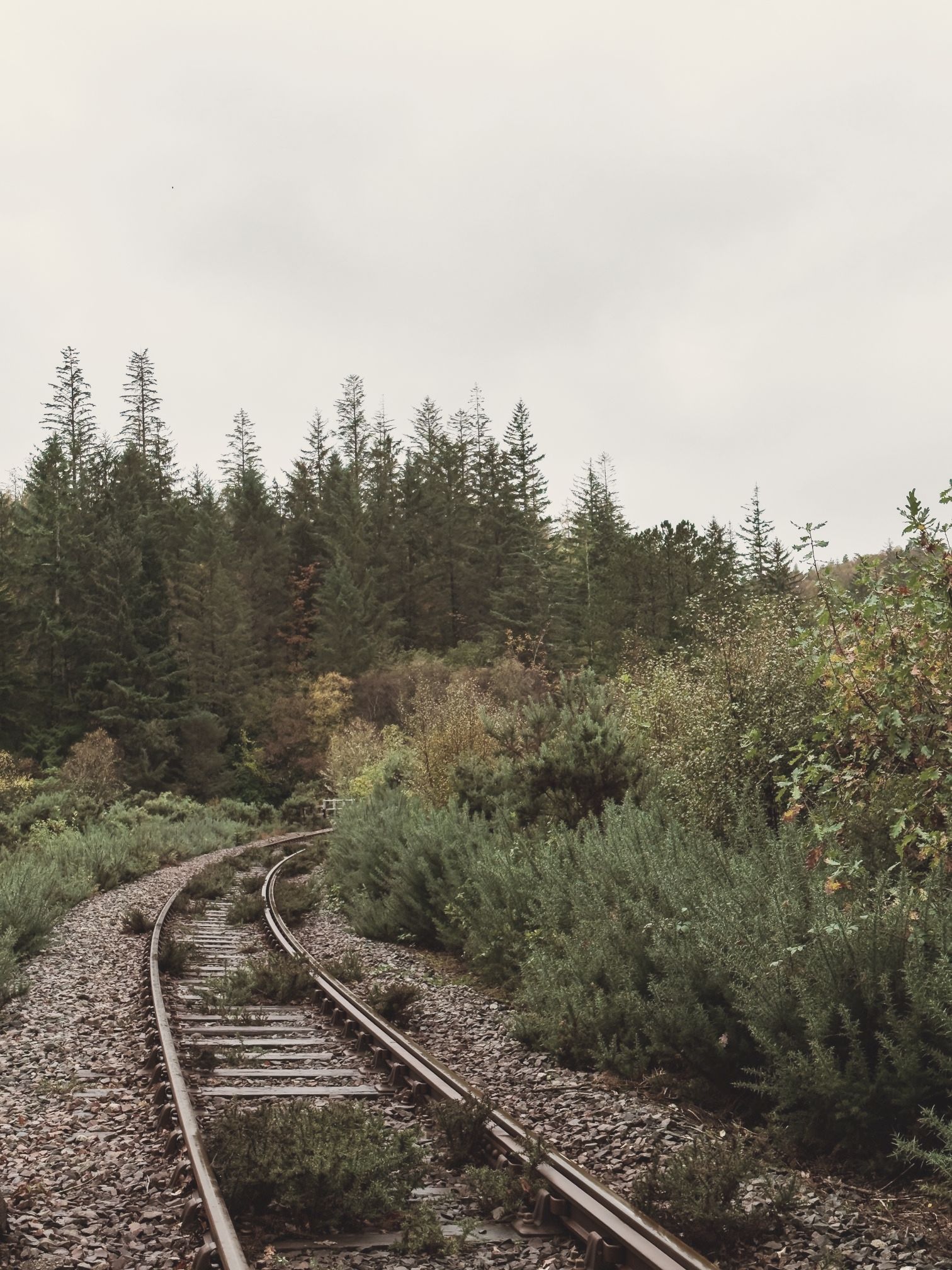 An old railway curving into the pines