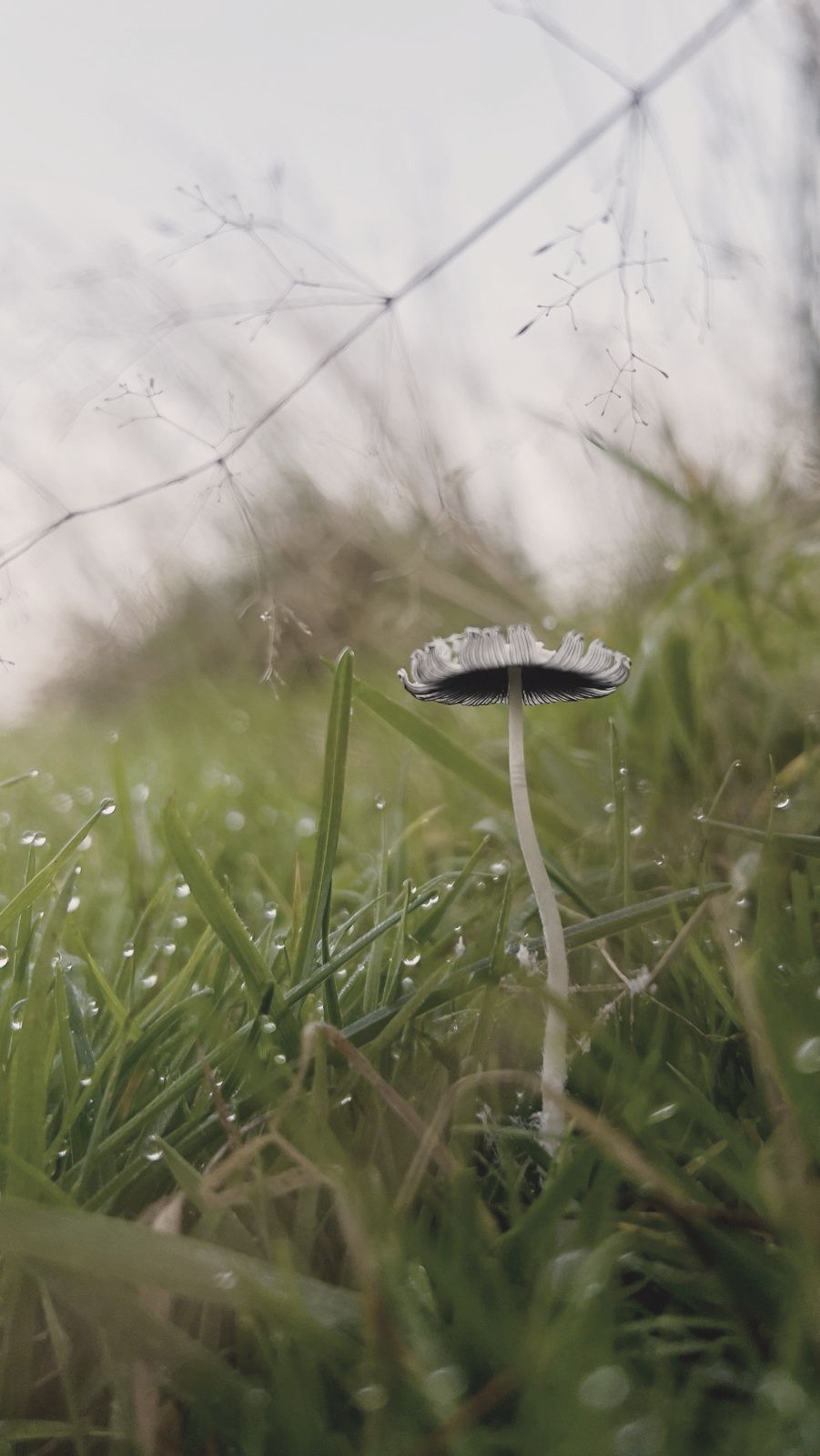 A tiny mushroom in wet grass