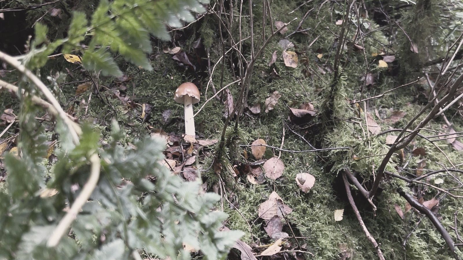 A small mushroom in moss and fern