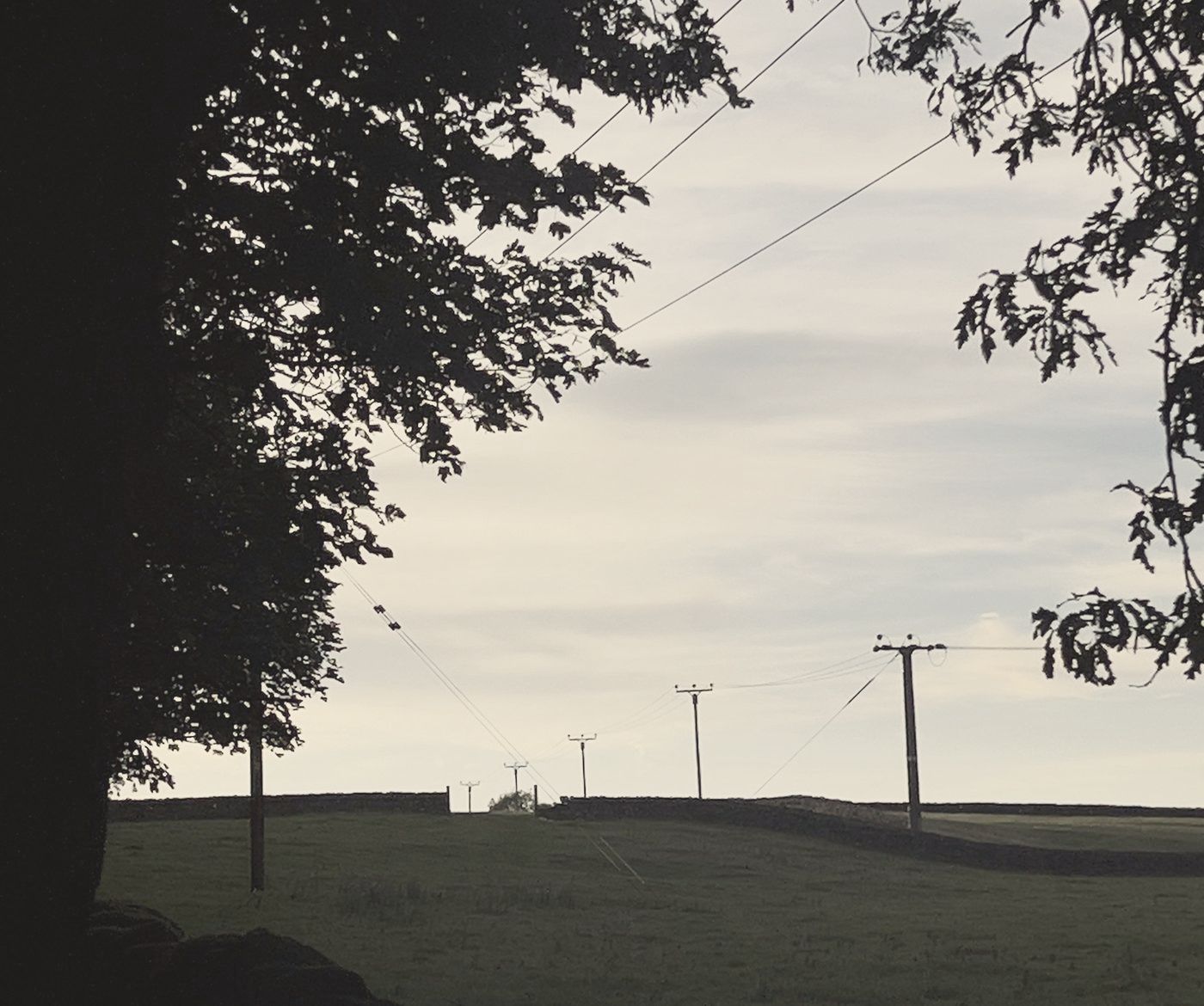 Trees and telegraph poles at dusk